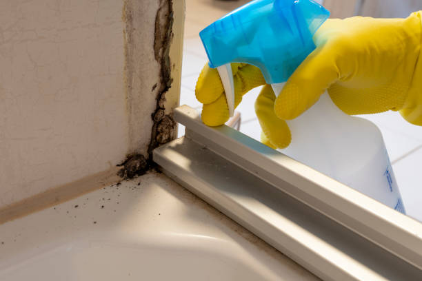 Best Attic Mold Remediation in Shannon, GA