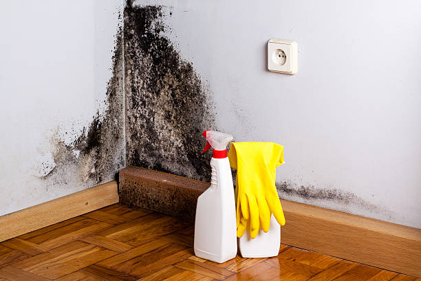 Best Commercial Mold Remediation in Shannon, GA